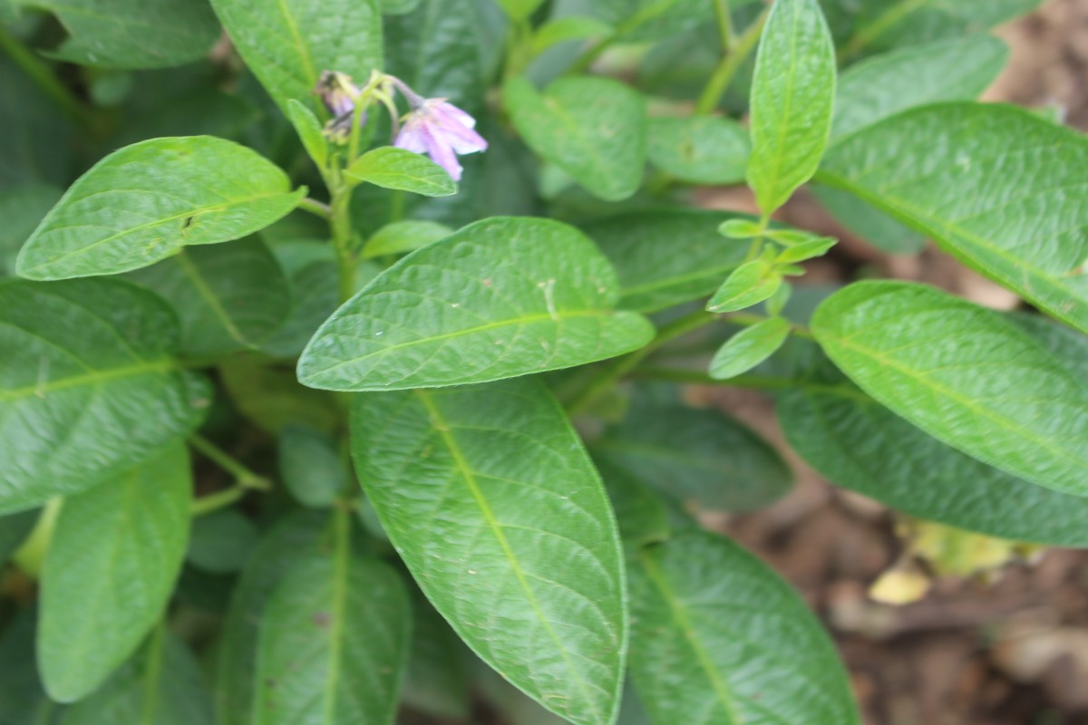 Solanum muricatum Aiton